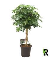 Schefflera arb. Gold Capella gevlochten stam