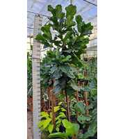 Ficus Lyrata gedraaide stam 300