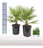 Chamaerops humilis