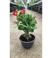 Adenium