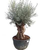 olea europaea