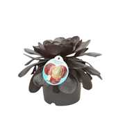 Semponium Destiny 17 cm met etiket