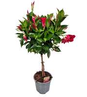 Mandevilla Red On Stem