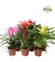 Bromelia Sweet