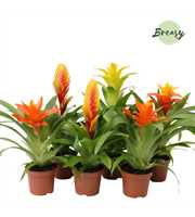 Bromelia Green