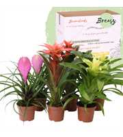 Bromelia Sweet