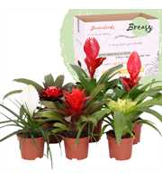 Bromelia Urban