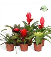 Bromelia Urban