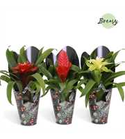 Bromelia Xmas Gift