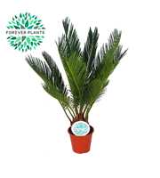 Cycas Revoluta p12