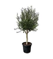 Olea Cultivo 40cm