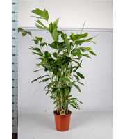 Caryota Mitis P24cm - H140cm