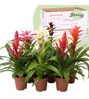 Bromelia Sweet