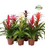 Bromelia Sweet