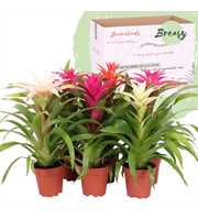 Guzmania Sweet