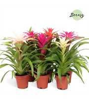 Guzmania Sweet