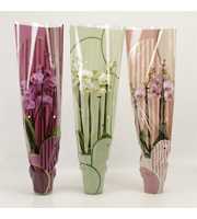 Phalaenopsis gemengd 4 tak gemengd in Leandra hoes