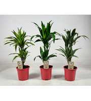 Dracaena mix 30-10 65cm