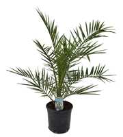 Phoenix canariensis P18 IT