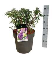 Buddleja d. B. Candy Little Lila