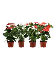 Anthurium 4 color mix in transparant sleeve