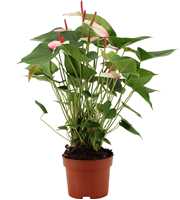 Anthurium Amalia Elegance in transparant sleeve