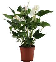 Anthurium White Winner in transparant sleeve