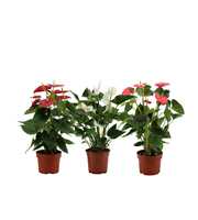 Anthurium 3 color mix in transparant sleeve