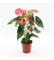 Anthurium Maine in transparant sleeve