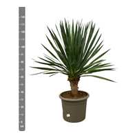 Dracaena Draco - 140cm