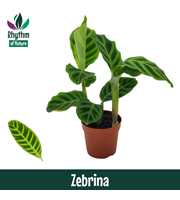 Calathea 7cm Zebrina