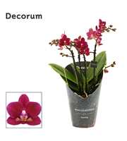 Phalaenopsis dazzling Chamonix 3-4 tak (Decorum)