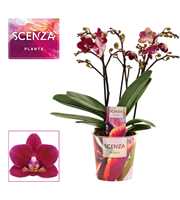 Phalaenopsis dazzling Chamonix 3-4 tak (Scenza)