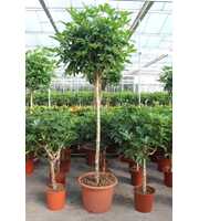 Schefflera arboricola 'Compacta'