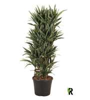 Dracaena frag. Warneckei vertakt XL