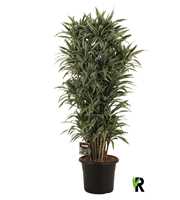 Dracaena frag. Warneckei vertakt XXL