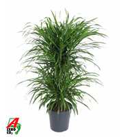 Dracaena Anita Varriegata Carrousel