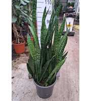 Sansevieria Zeylanica 100