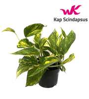 Scindapsus (Epipremnum) pinnatum HiColor