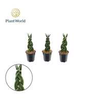 Sansevieria cylindrica 'Twist' P6