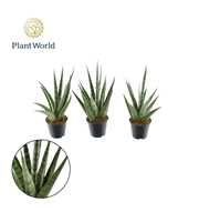 Sansevieria Sem P8,5