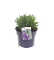 Lavandula ang. Essence Purple