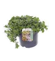 Sedum spurium Coccineum