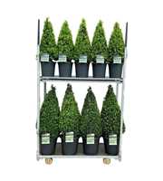 Buxus sempervirens