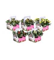 KP-861.1 - Kalanchoe Gardelina 7cm mix in 4-pack