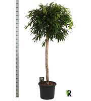 Ficus binnendijkii Amstel King op stam