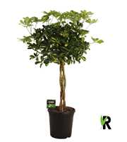 Schefflera arb. Gold Capella gevlochten stam