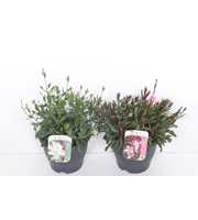 Gaura lind. mix