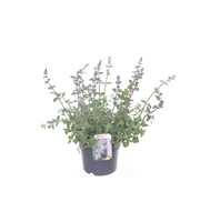 Nepeta faassenii Walkers Low