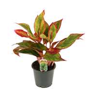 Aglaonema Red Fire 12 cm